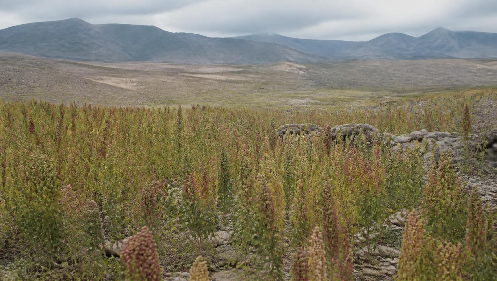 Quinoa field on the Andean altiplano under overcast light